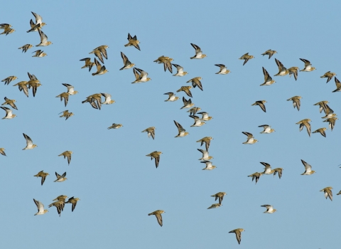 Golden plover