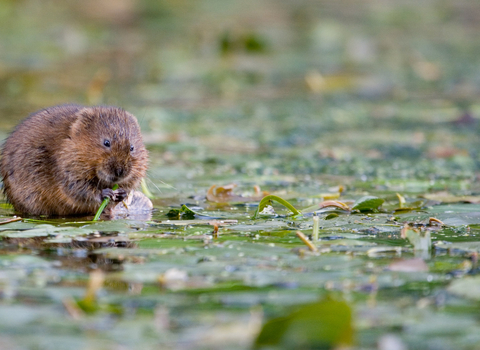 Water vole