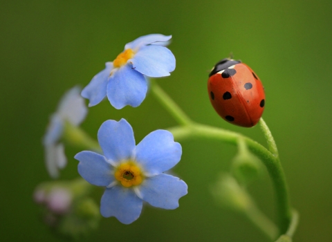 Ladybird